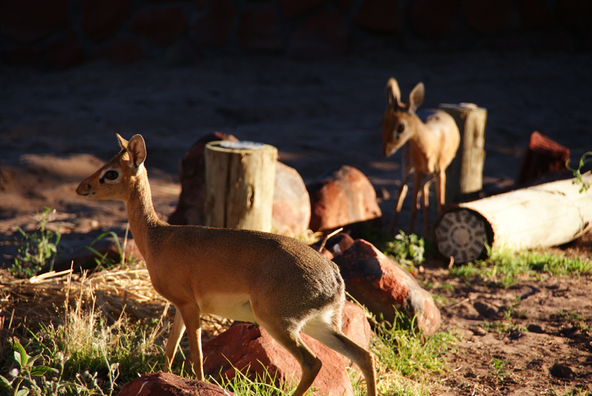 11   dikdik.jpg